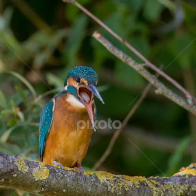 KingFisher by Claudio Massanelli - Animals Birds