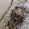Barn orb weaver spider