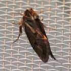 Grass tubeworm moth