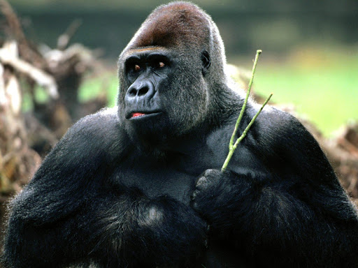 Gorilla Wallpaper