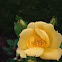 Yellow Rose