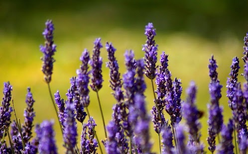 How to download Provence, France - Wallpaper lastet apk for pc