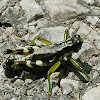 Banded-leg Grasshopper
