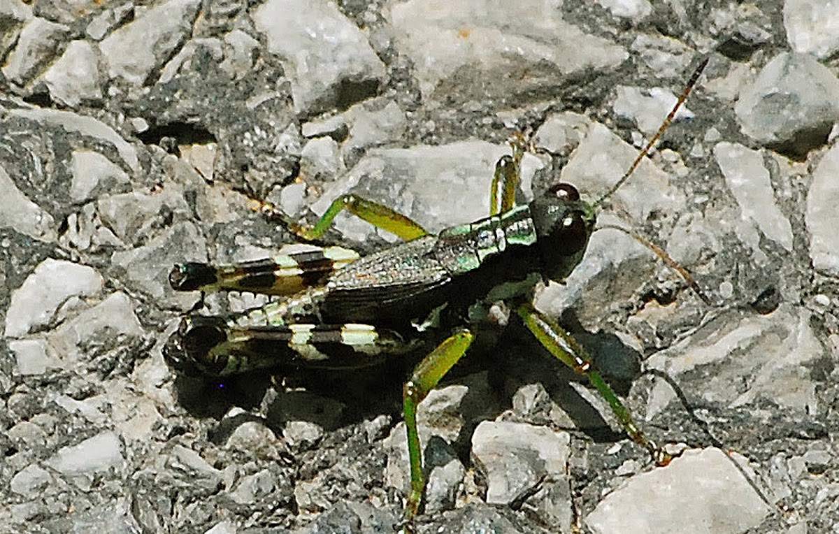 Banded-leg Grasshopper