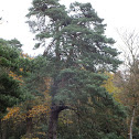 Scots pine