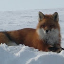 Red fox