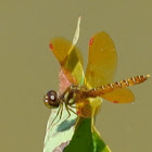 Eastern Amberwing (male)