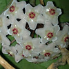 Hoya.     Wax flower