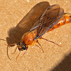 Common nocturnal Hornet