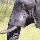 African Elephant