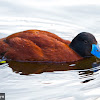 Blue-billed Duck ♂