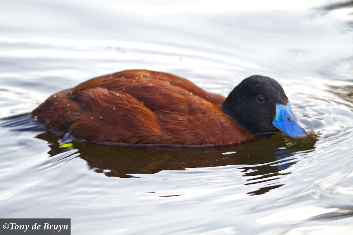 Blue-billed Duck ♂