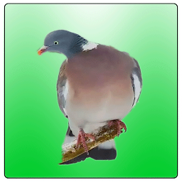 Professional Birds Calls v1.2
