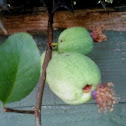 Russian quince