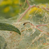Fall Webworm