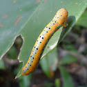 Caterpillar of Blue day moth