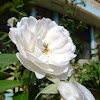 Rosa Blanca..