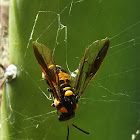 Sawfly in spider web