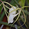 Orquídea Brassavola nodosa