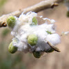 Algodoncillo del olivo, Cotton of the olive tree