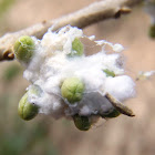 Algodoncillo del olivo, Cotton of the olive tree