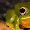Orange-thighed Tree Frog