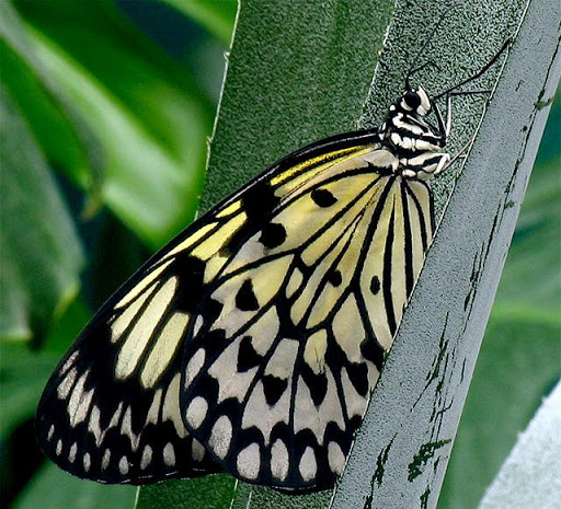 Fondos mariposas