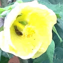 Bee pollen sucking