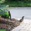 California Quail