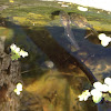 Baja tree frog tadpole