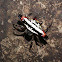 Spiny Orb-weaver spider