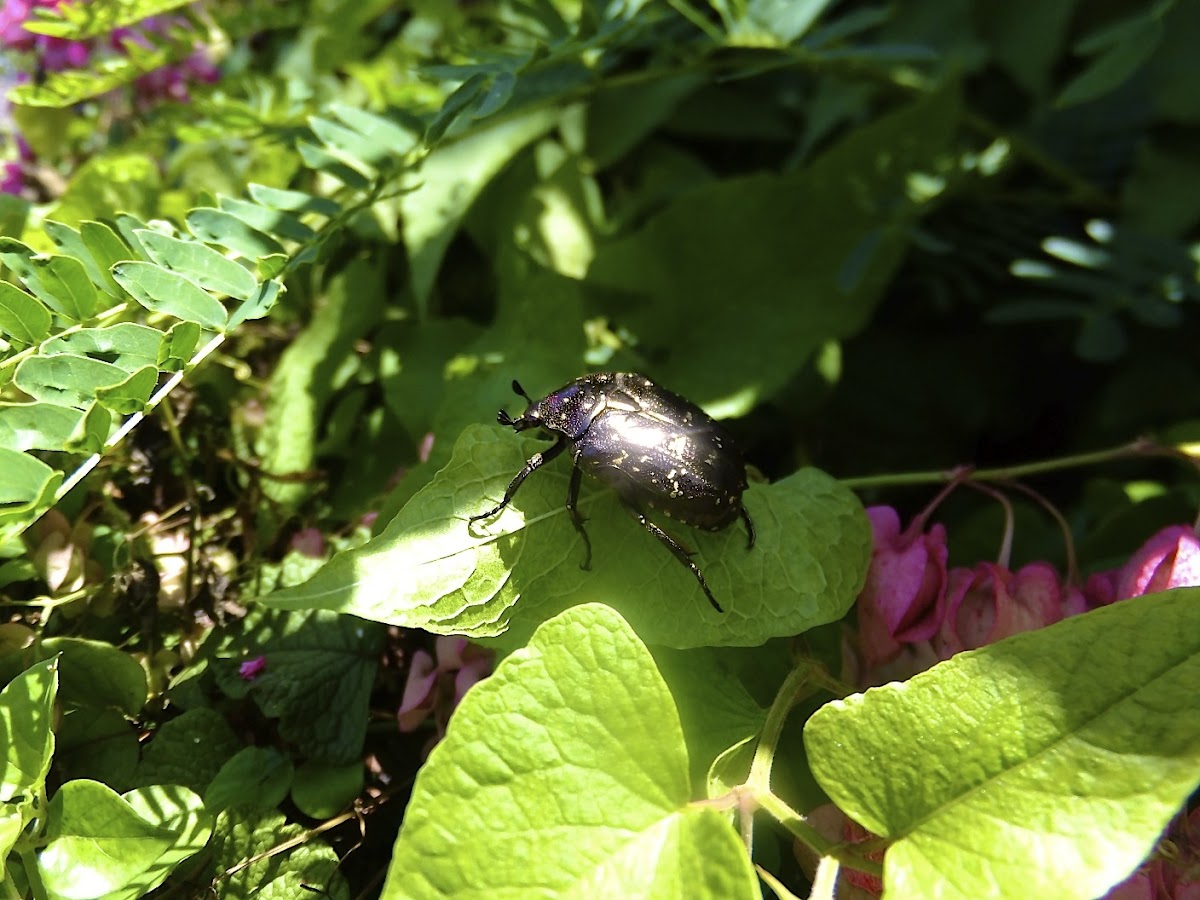 oriental flower beetle