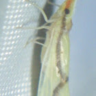 Derbid Planthopper