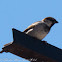 House Sparrow; Gorrión Común