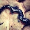 Wester Slimy Salamander