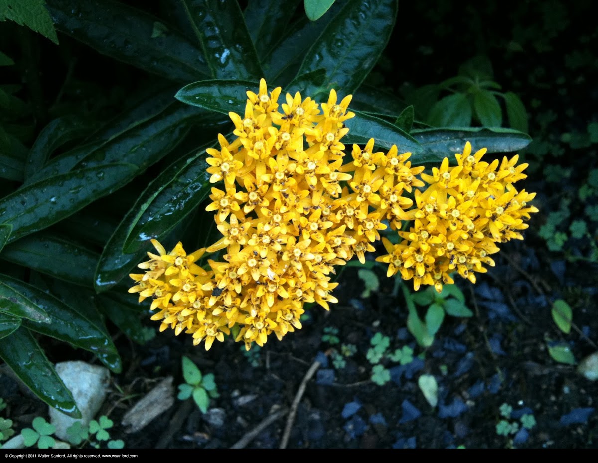 Butterfly Weed (yellow)