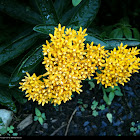 Butterfly Weed (yellow)