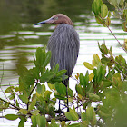 Reddish Egret