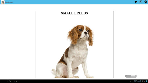 Dog Breeds First Time Owners