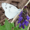 Checkered White butterfly