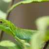 green crested lizard