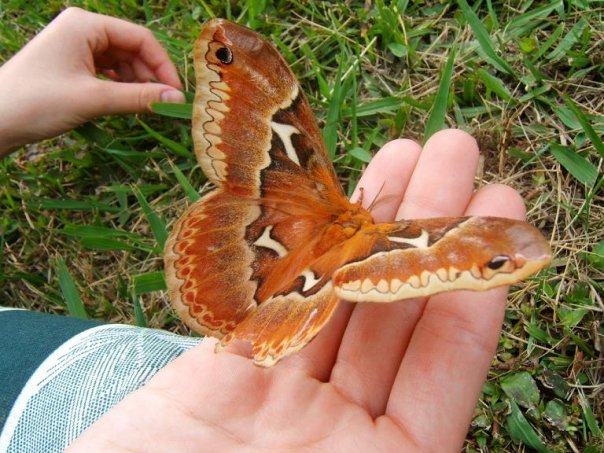 Tulip Tree Silkmoth