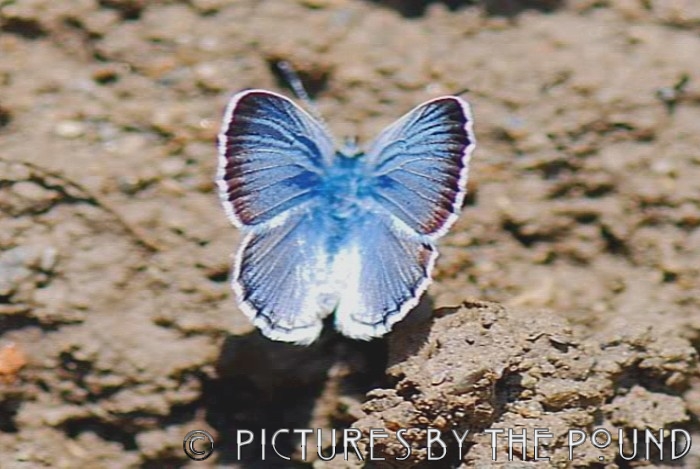 Silvery Blue Butterfly