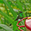 Booted Racket tail
