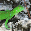 Green Iguana juvenile