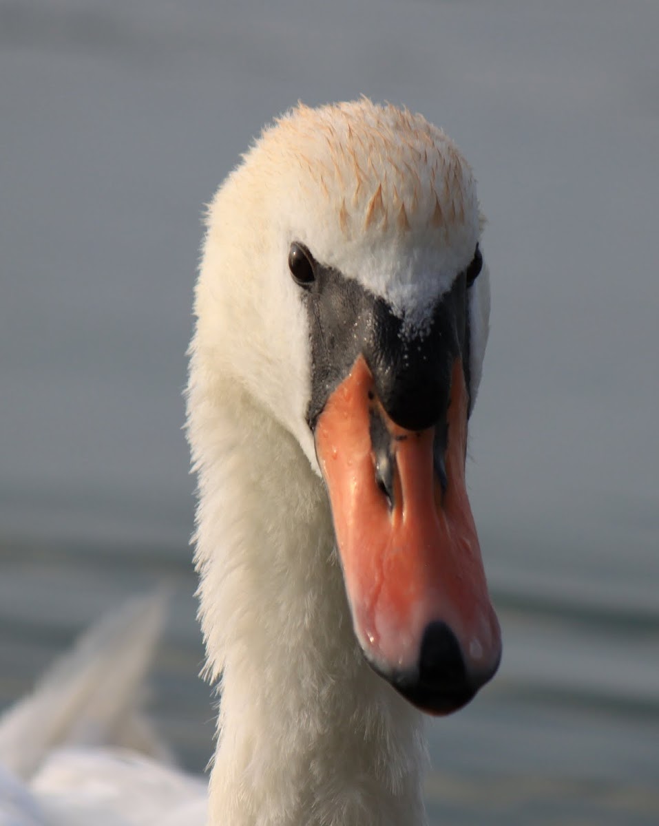 mute swan / white swan