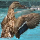 Mallard/Wild Duck (female)