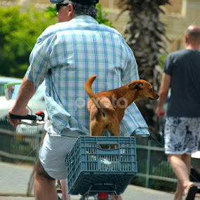 Back Seat Driver by Rita Uriel - City,  Street & Park Street Scenes