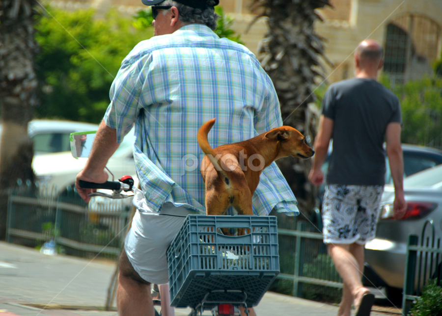 Back Seat Driver by Rita Uriel - City,  Street & Park Street Scenes