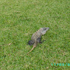 Black Spiny-Tailed Iguana